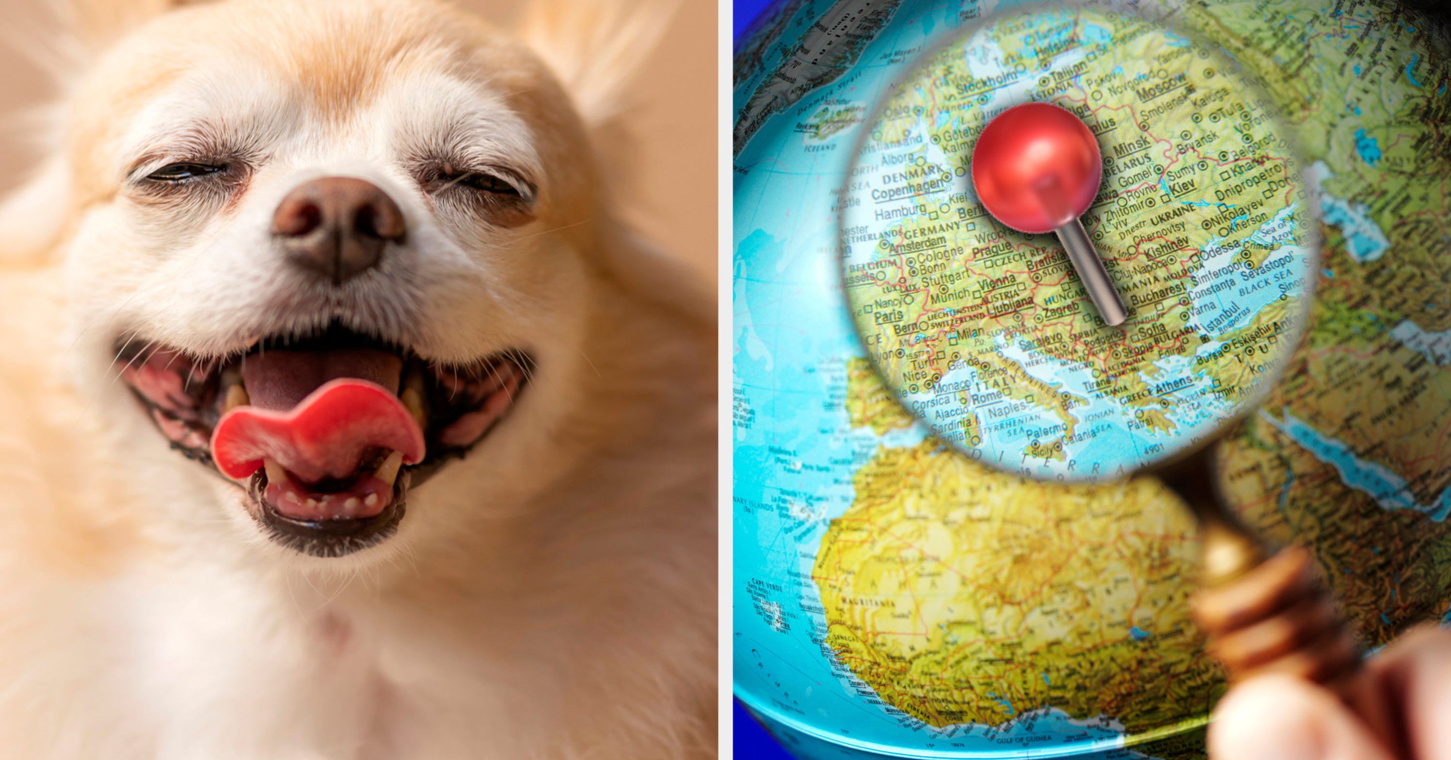 Travel Around The World And We'll Reveal The Perfect Dog Breed For You