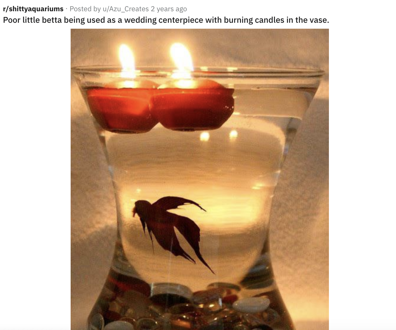 A beta fish is being held in a vase, with lit candles floating in the water above it