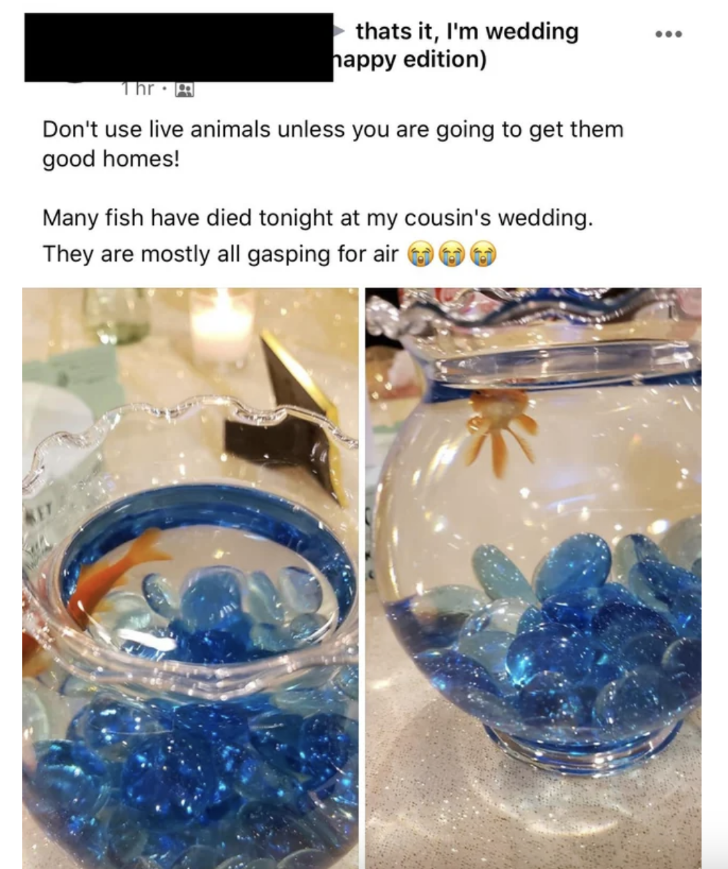 The reception centerpieces include glass bowls with live goldfish in them, and a guest says several fish have died