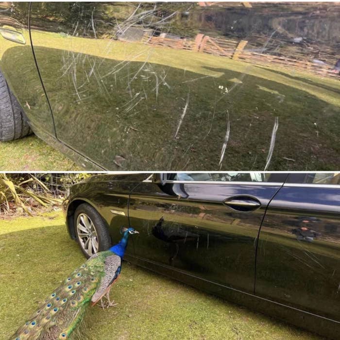 A peacock keying a car