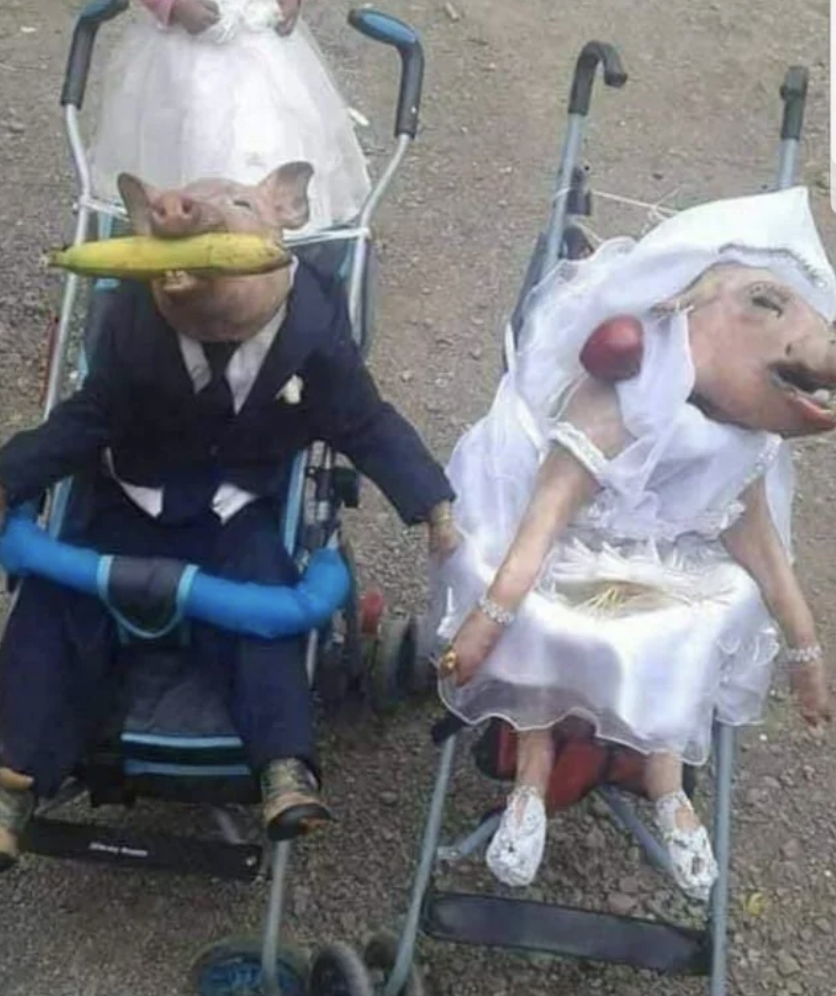 Two pigs have been put in strollers, one dressed to look like the bride, the other like the groom; the groom pig has a whole corn cob in its mouth