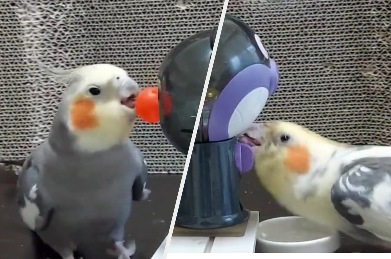 今なら100連ガチャ無料！ インコ2羽が一生懸命回してくれるエンドレス