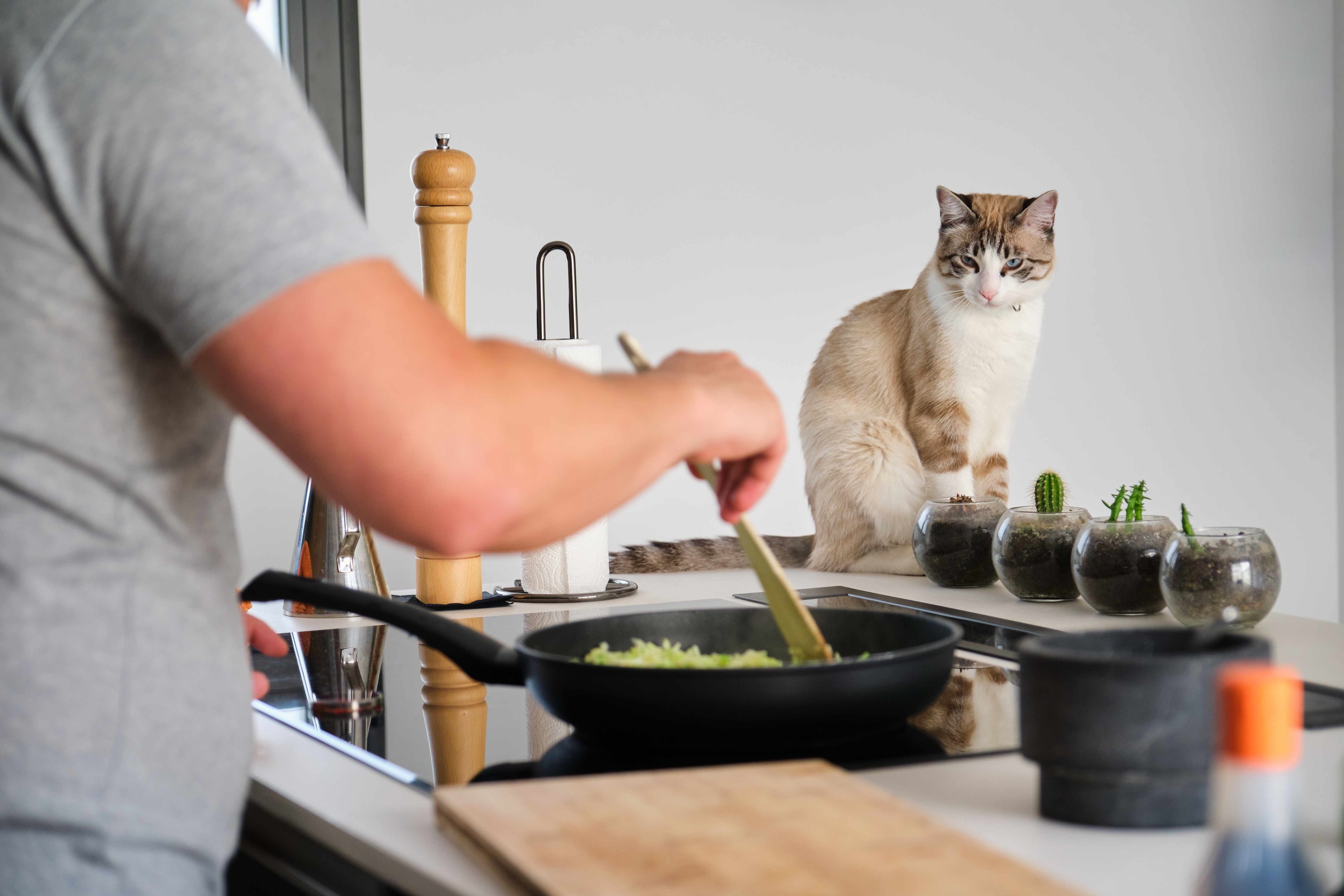 cat watching someone cooking