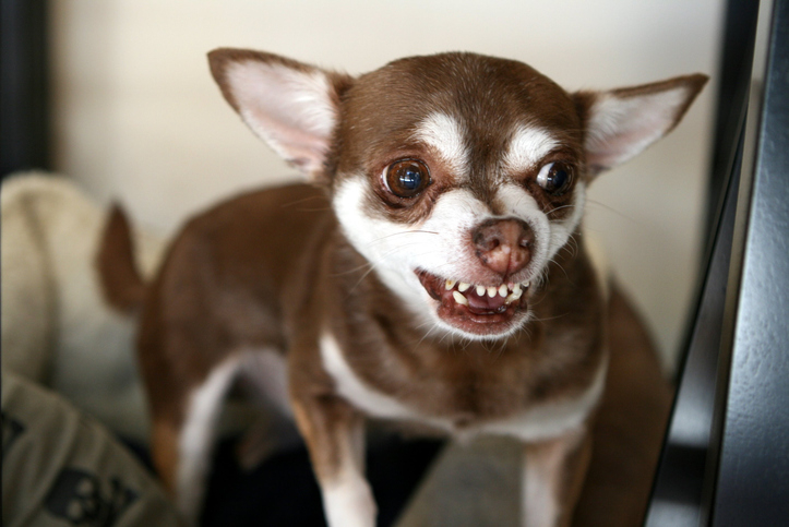 A chihuahua growling