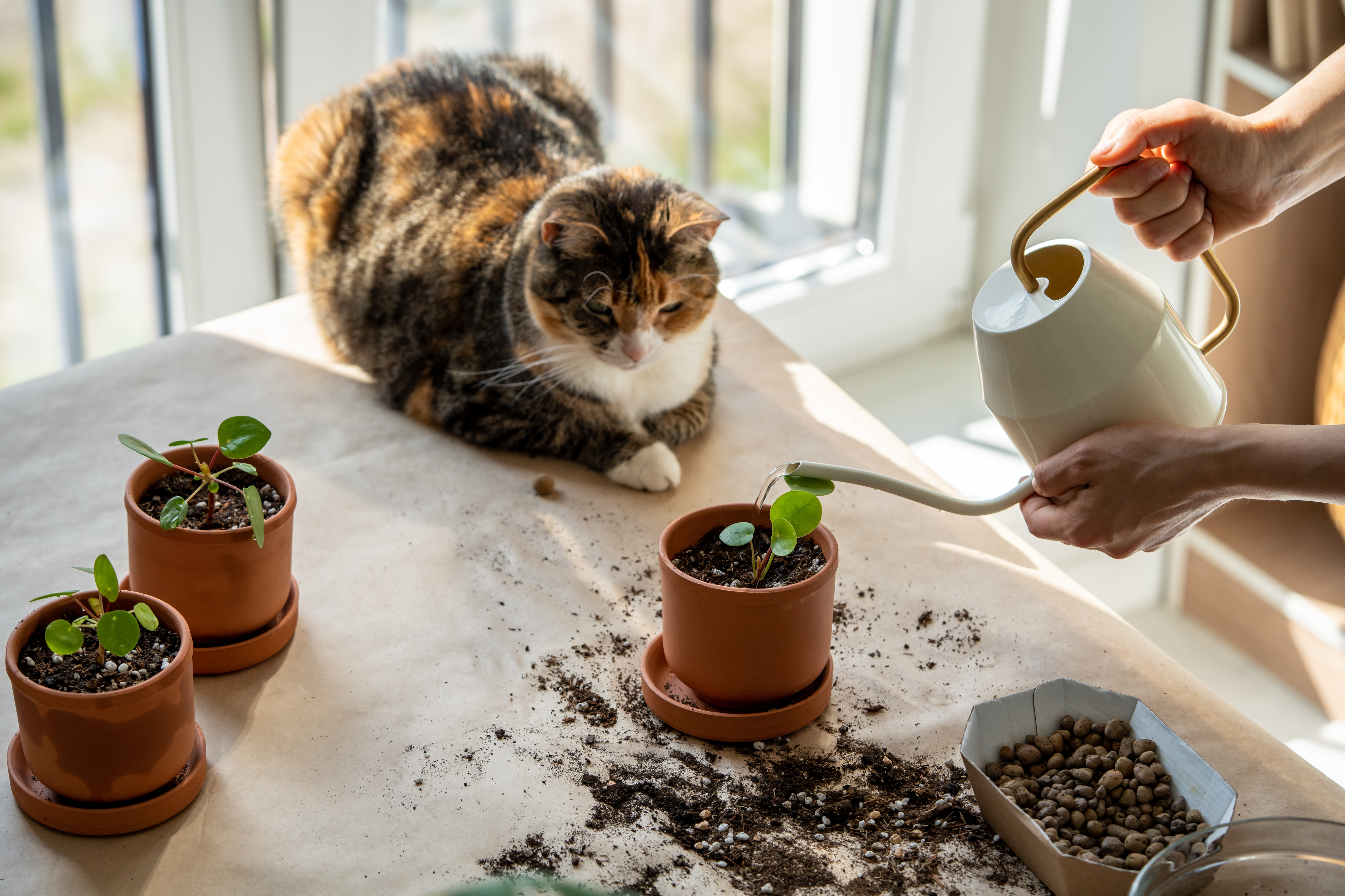 cat watching as plants get watered