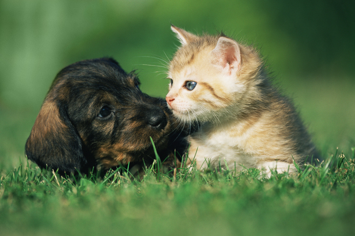 a kitten and a dog