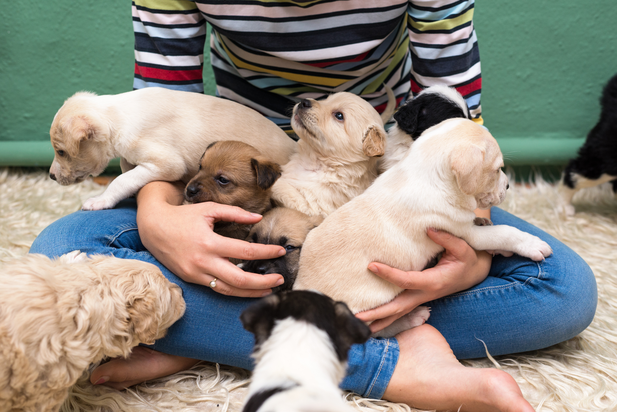 puppies in someone's lap
