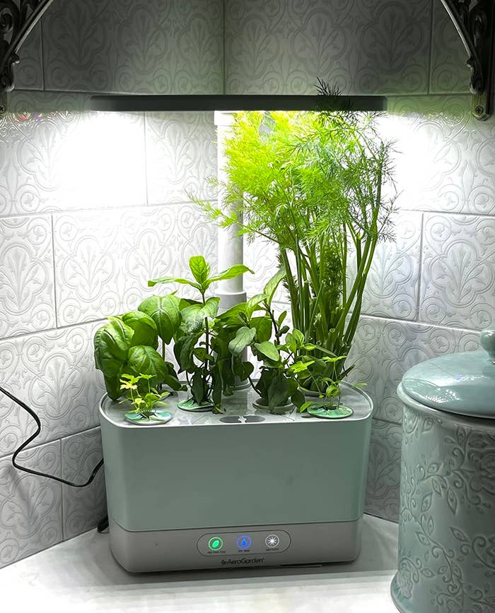 Reviewer&#x27;s photo of the AeroGarden in the color Sage