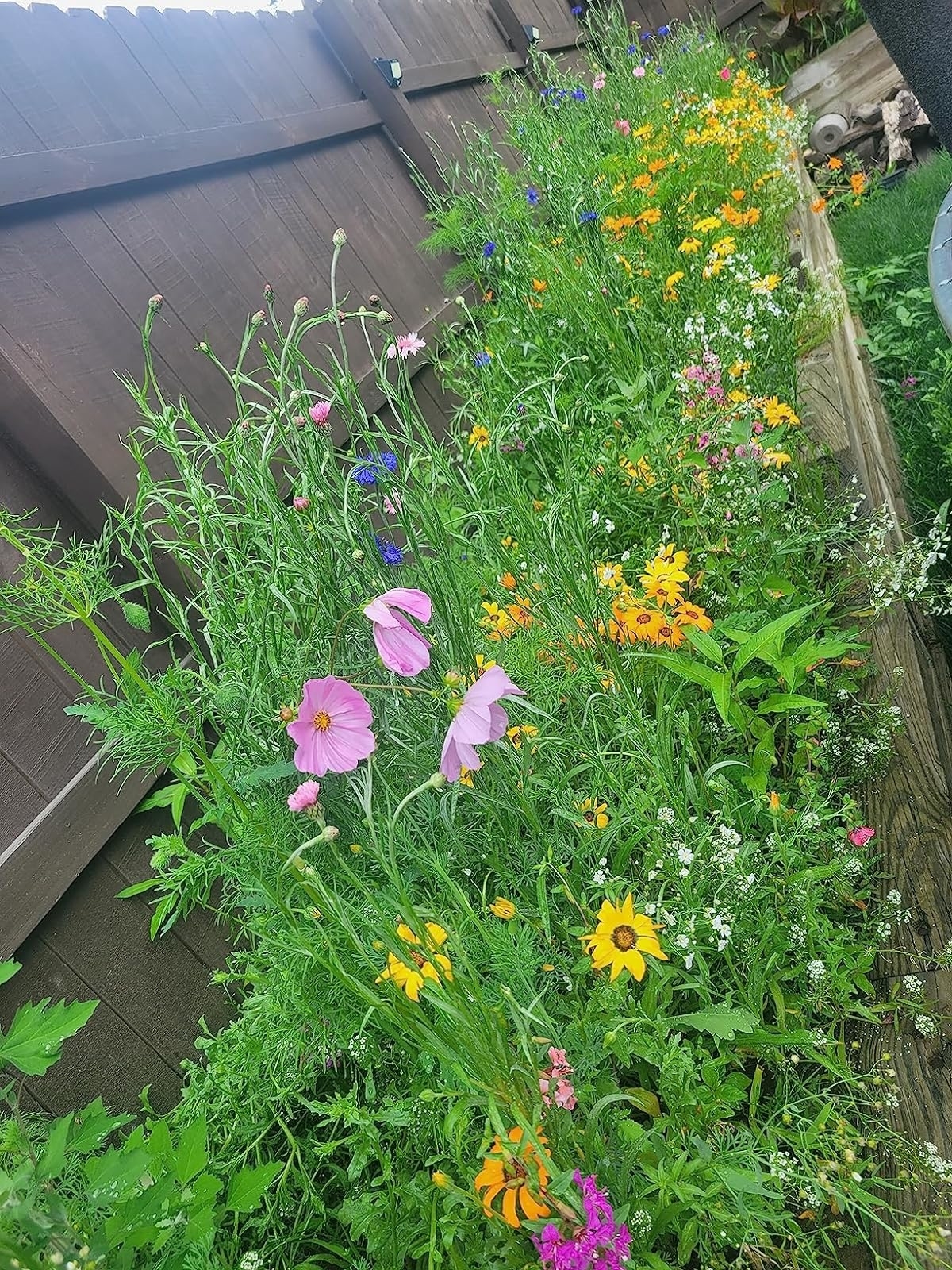 Reviewer&#x27;s photo of wildflowers grown from the seeds