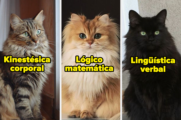 Qué tipo de inteligencia posees