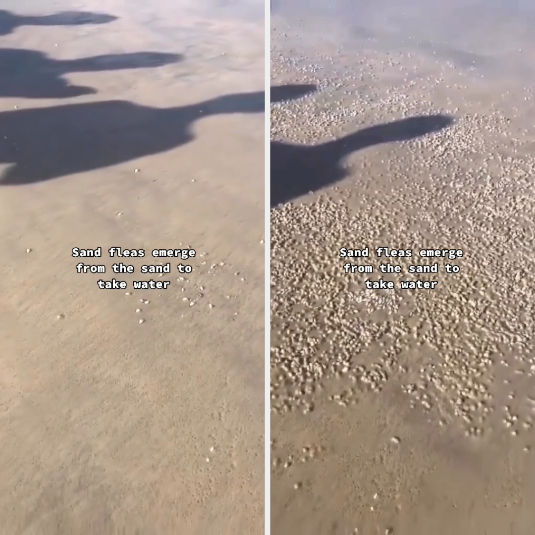 Screenshots of sand fleas emerging from the sand
