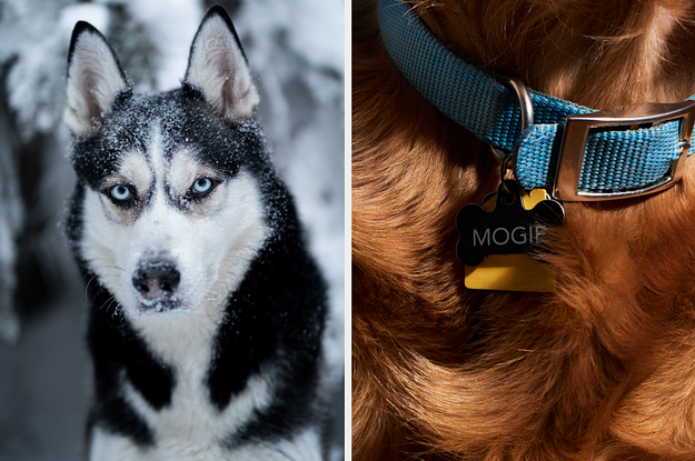 On the left, a Siberian husky covered in snow, and on the right, a closeup of a collar around a dog's neck