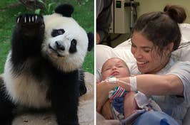 On the left, a giant panda lifting its paw, and on the right, America Ferrera sitting in a hospital bed with a baby in her arms as Amy on Superstore