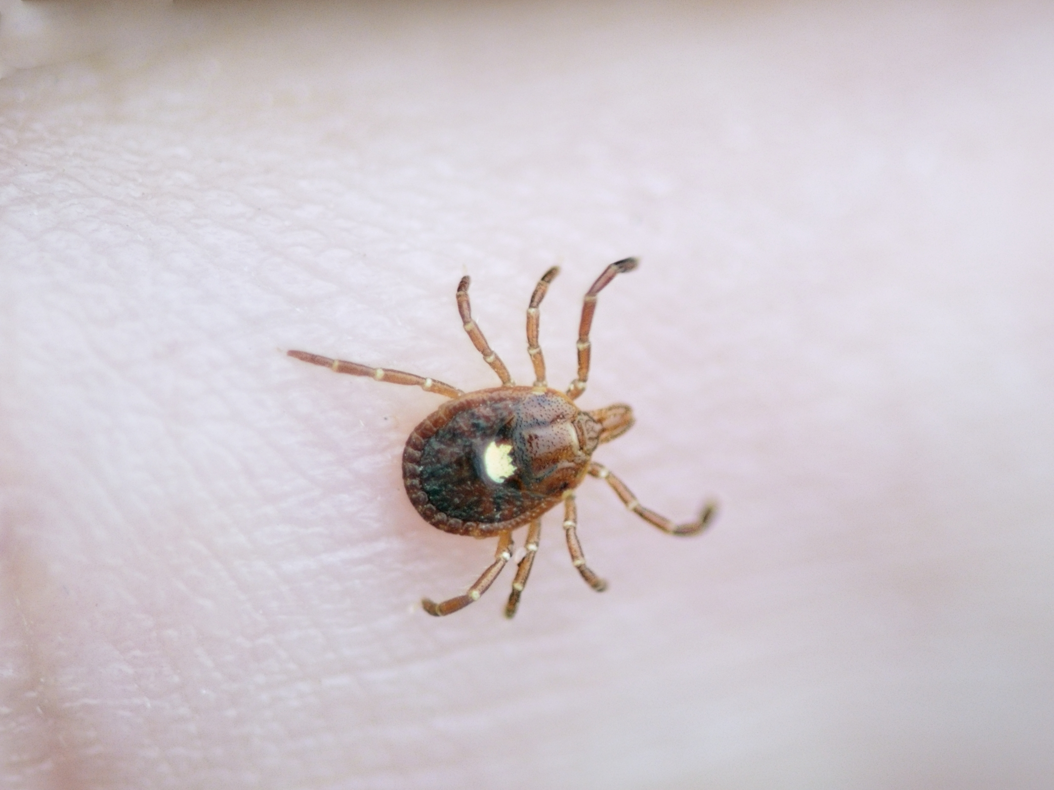 Close-up of a tick