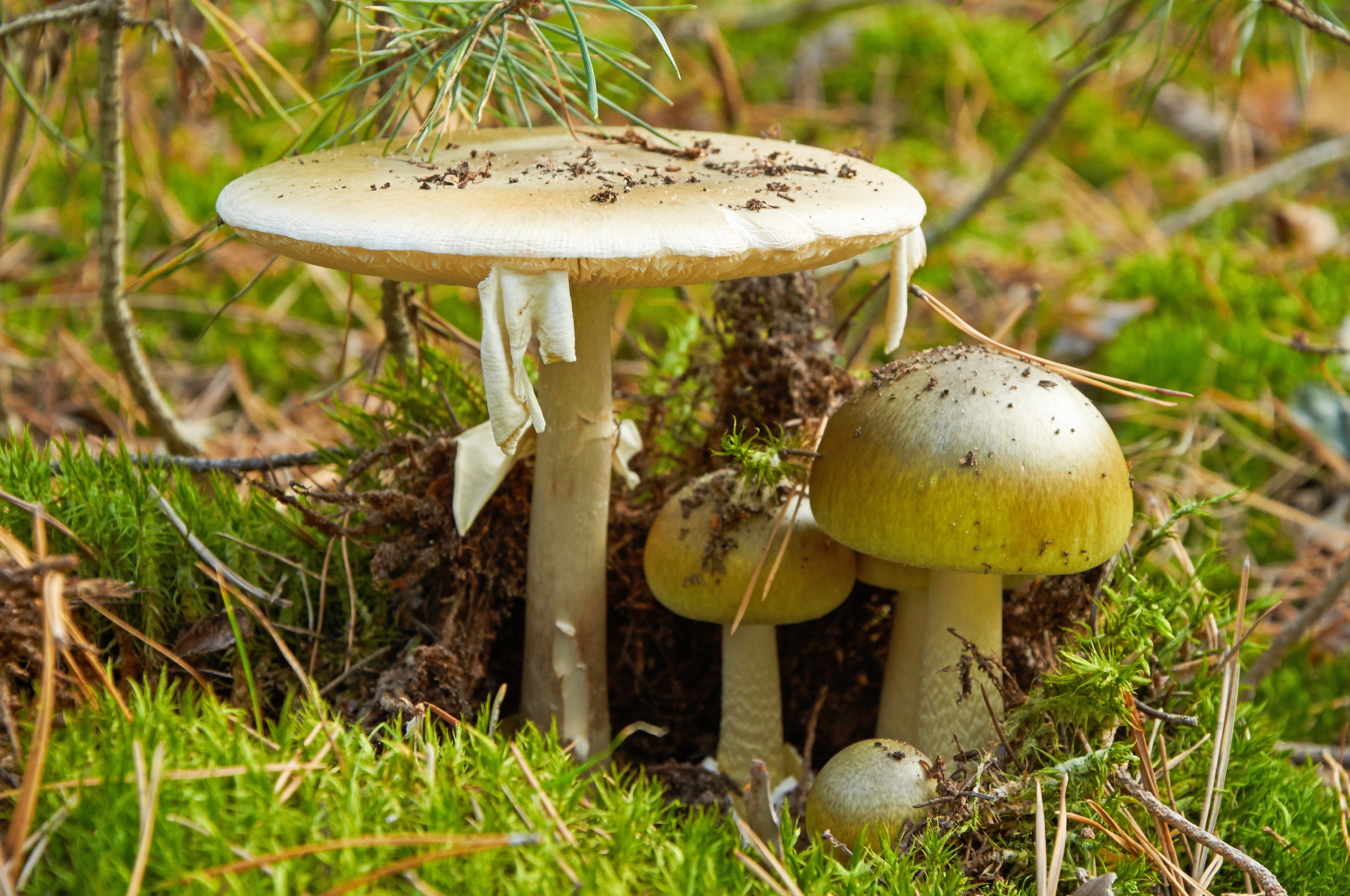 Close-up of mushrooms growing