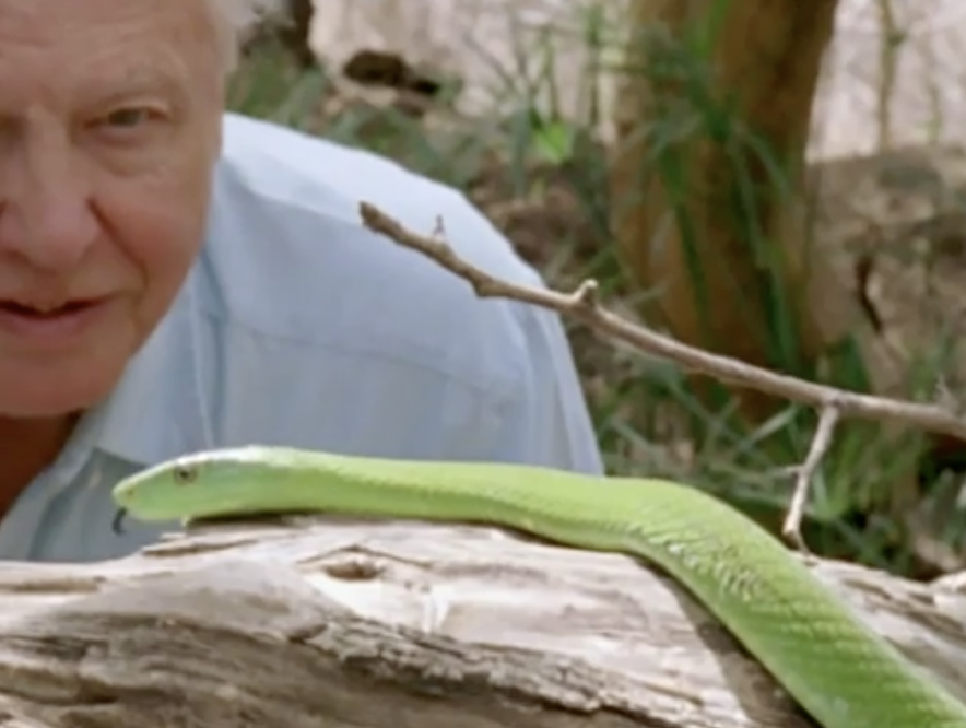 A man taking a closer look at a green snake