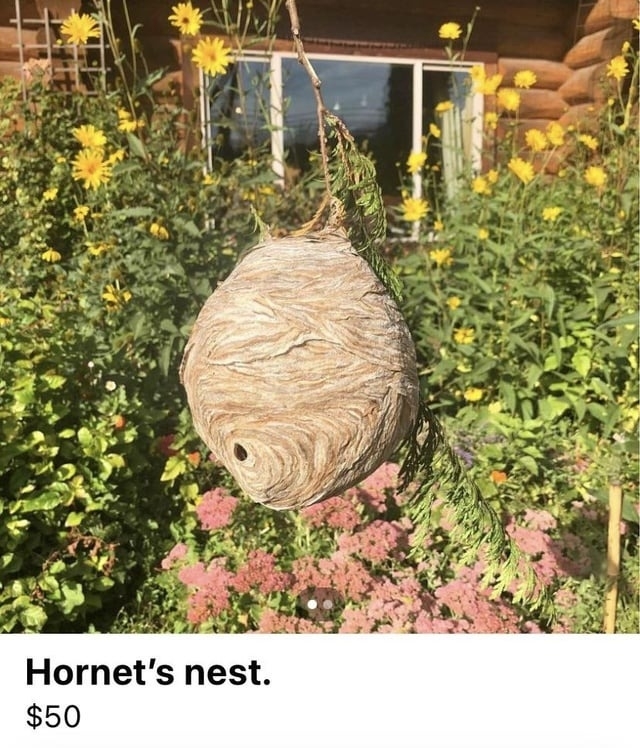 &quot;Hornet&#x27;s nest.&quot;