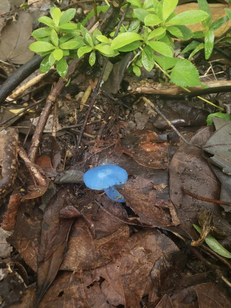 a blue mushroom