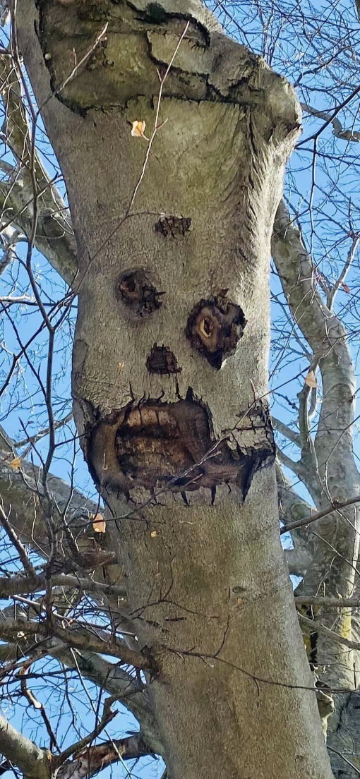 A scary face carved into a tree