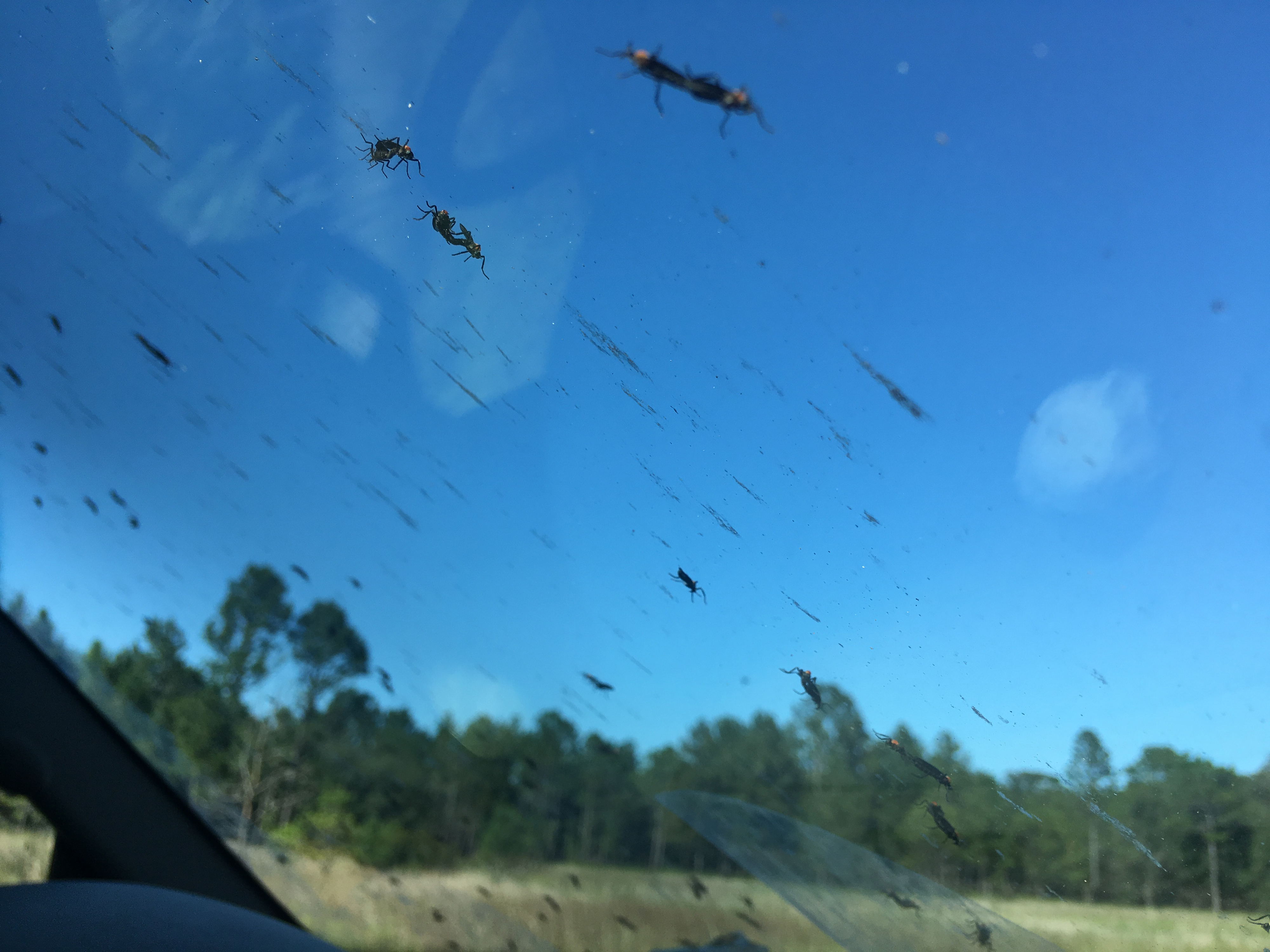a car windshield covered in bugs
