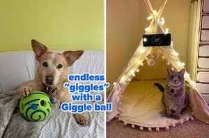 reviewer's dog with paw on green Giggle ball  / reviewer's cat in the tent