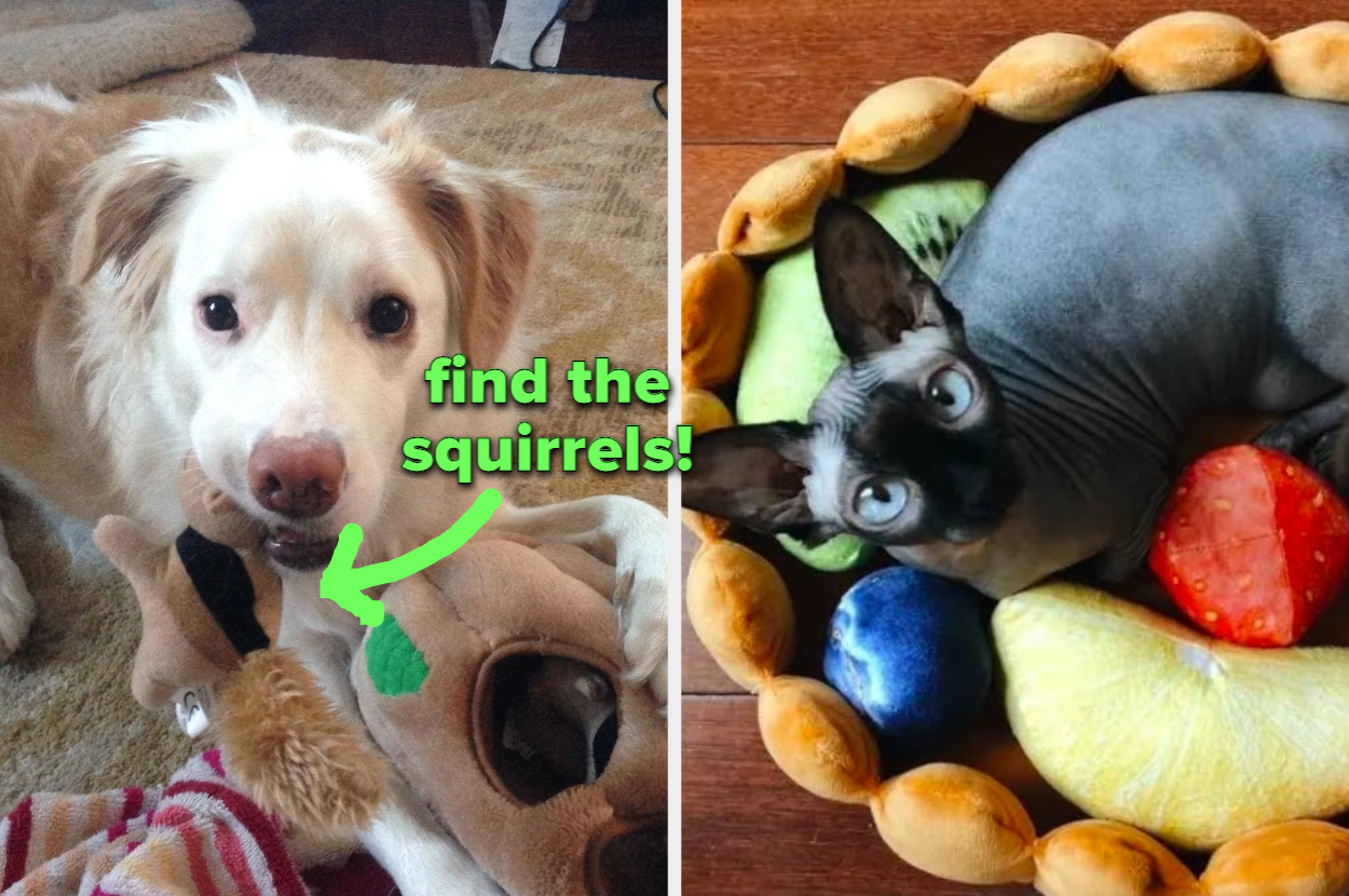 reviewer's dog with paw on green Giggle ball  / reviewer's cat in the tent