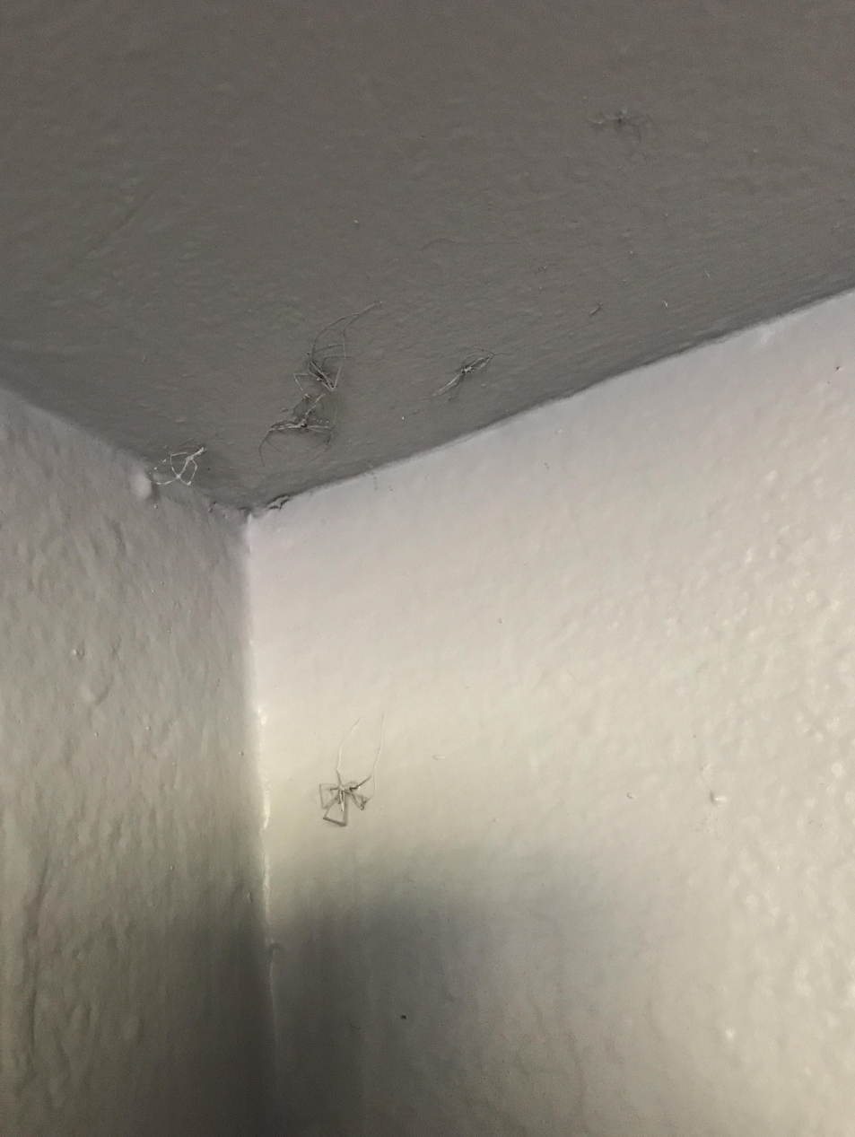 spiders that were painted over