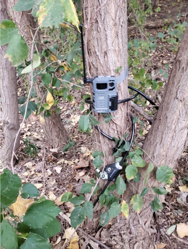 A trail cam on a tree