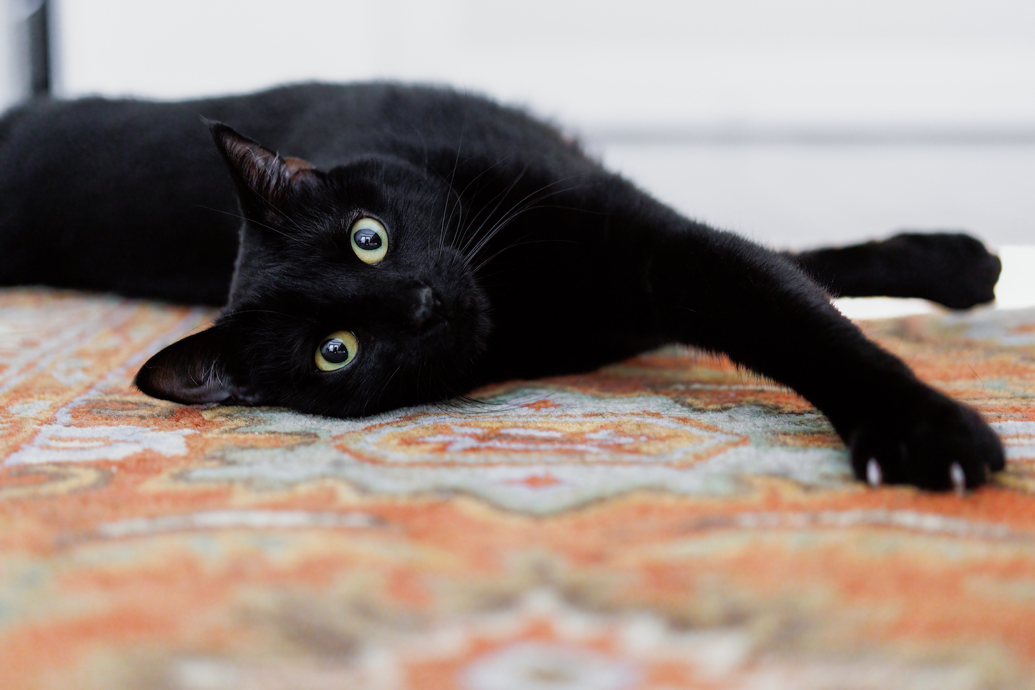 A black cat lying on a rug