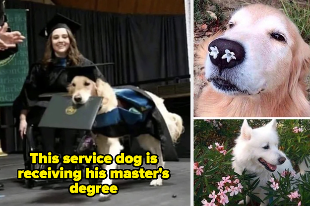 21 Wholesome Photos That Will Make You Want To Get A Dog