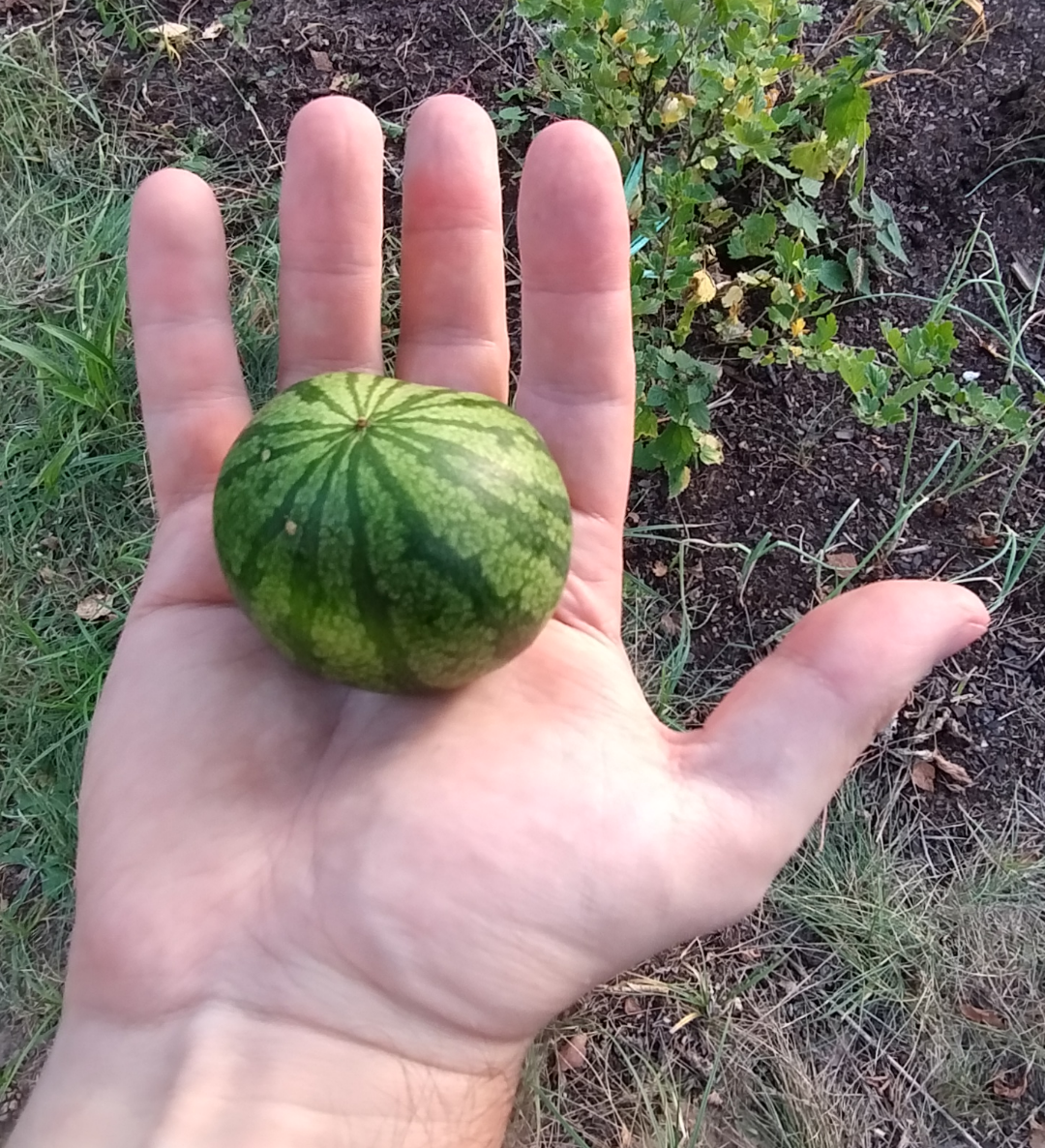 A hand holding a tiny watermelon