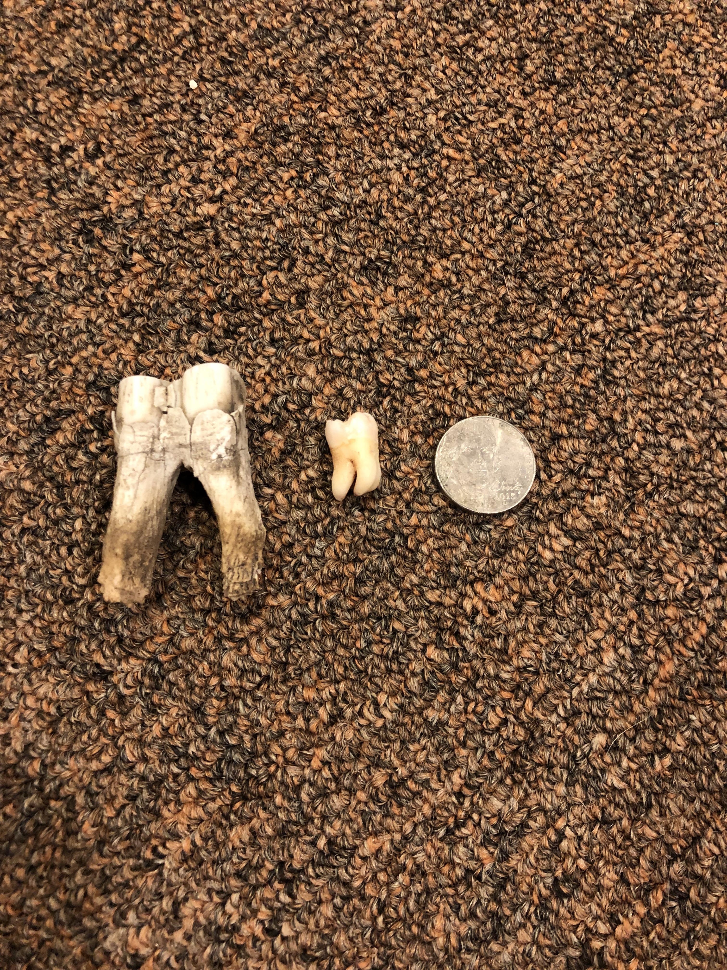 Comparison of a cow tooth vs. a human tooth