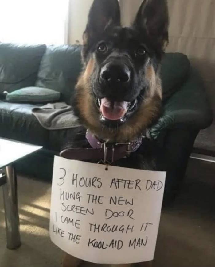 A dog with a sign on its collar