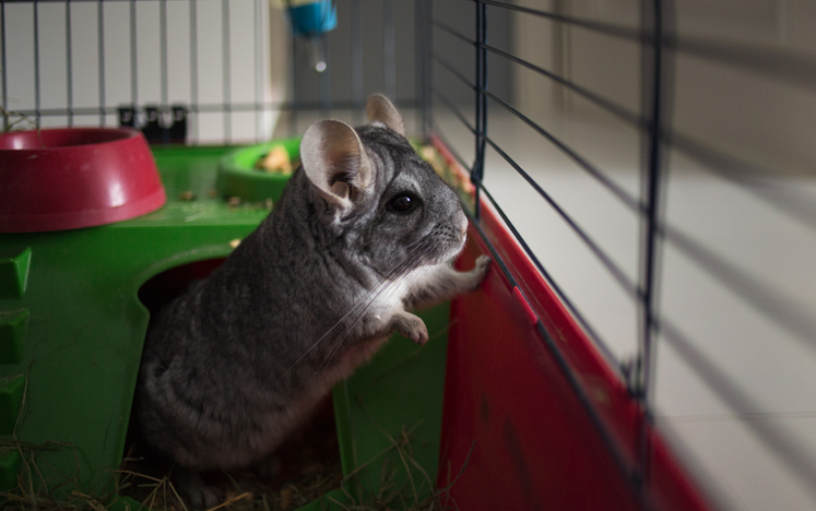 A chinchilla looking out of its cage