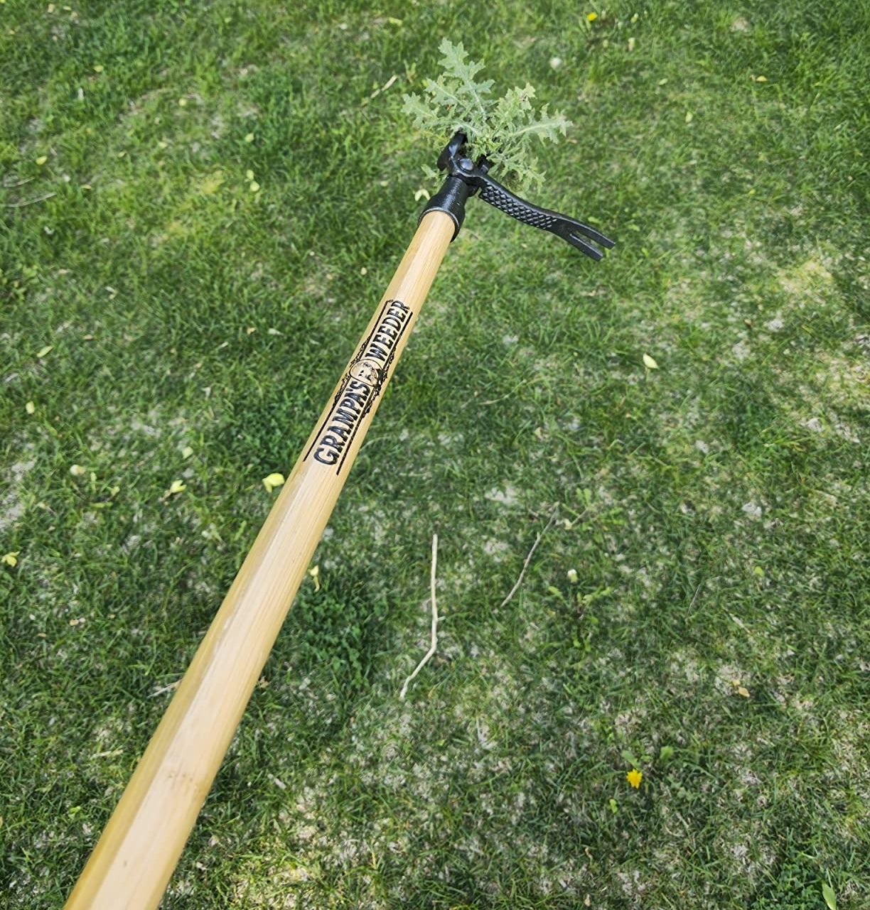 a reviewer photo of the weeder pulling out a dandelion