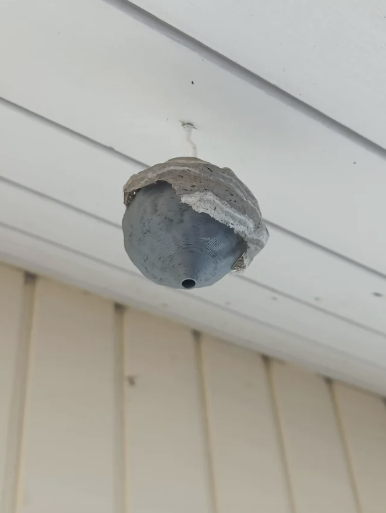 A fake wasp nest with a real one on top