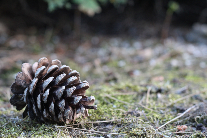 Closeup of a pinecone in the grass