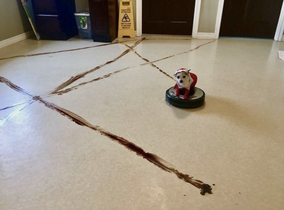 Dog poop all over the floor