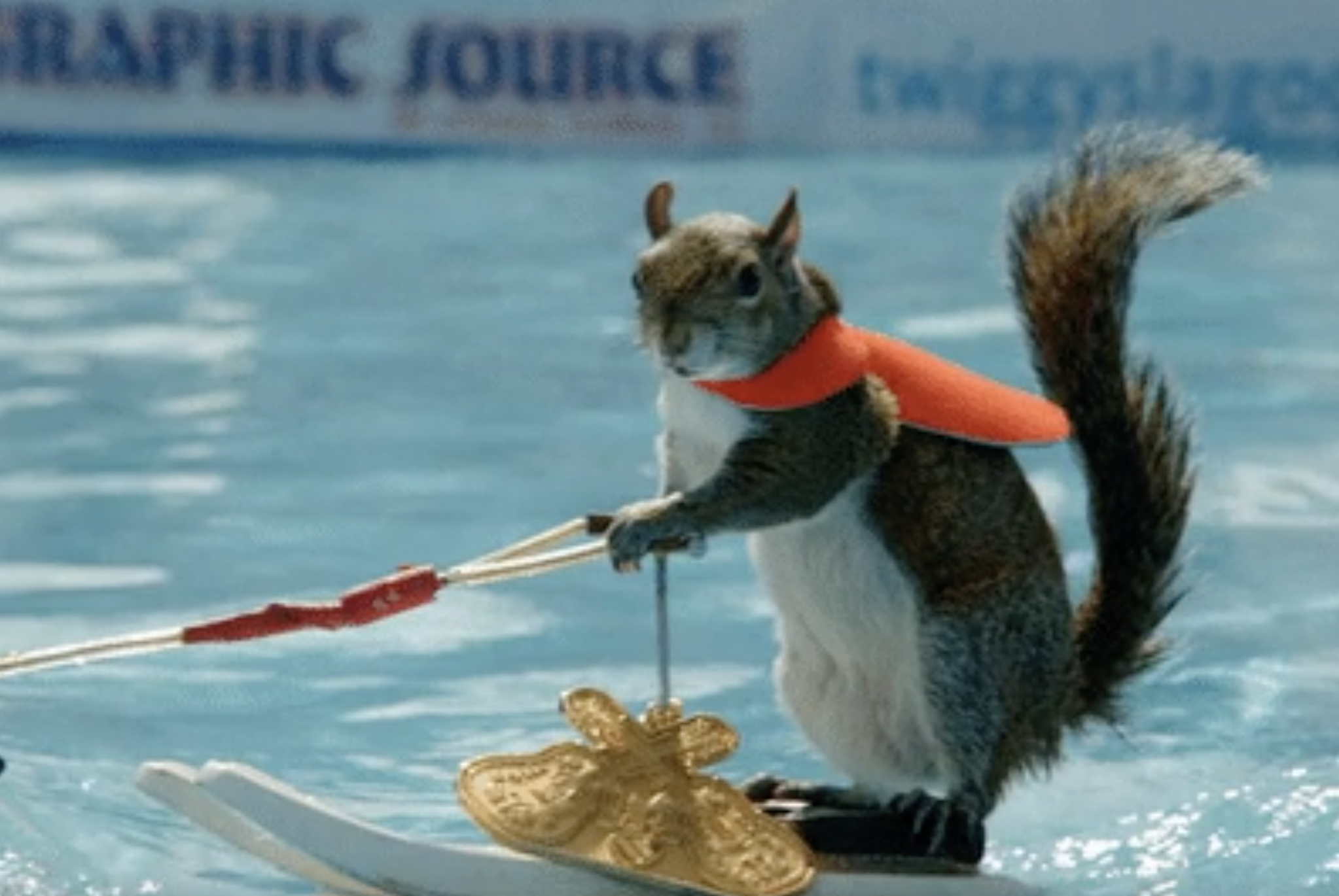 A squirrel skiing