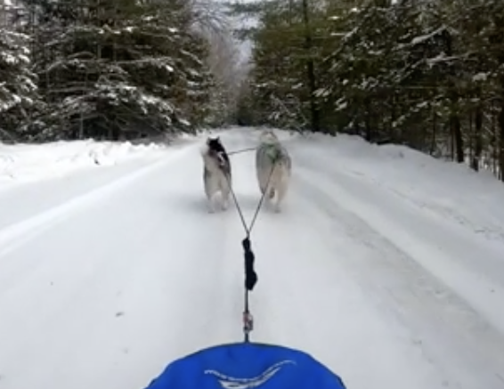Dogs pulling a sled