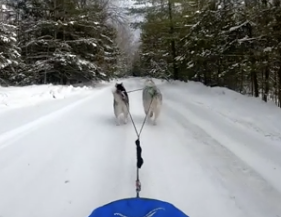 Dogs pulling a sled