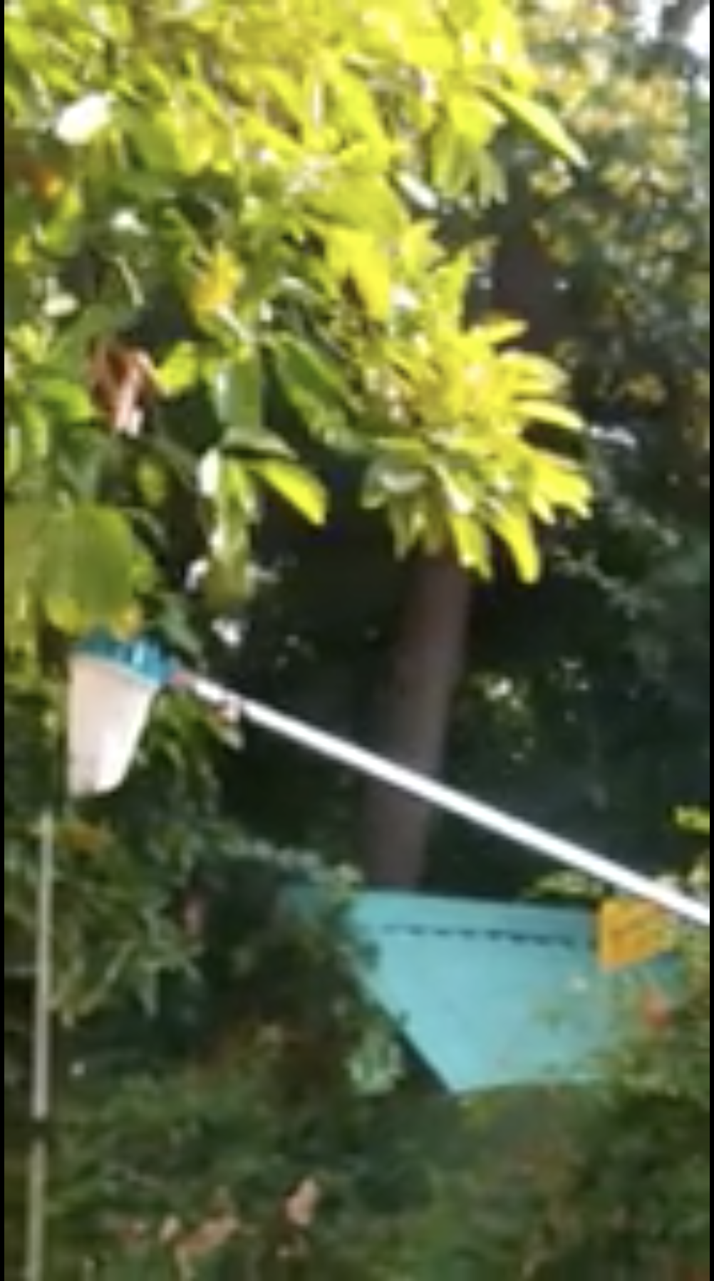 Someone using a net under a tree