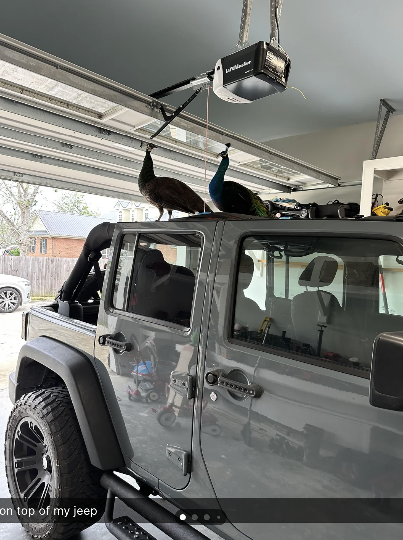 Peacocks on top of someone's Jeep