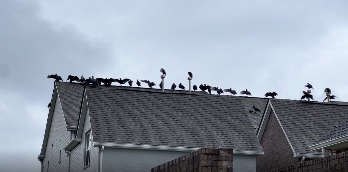 Vultures on a rooftop