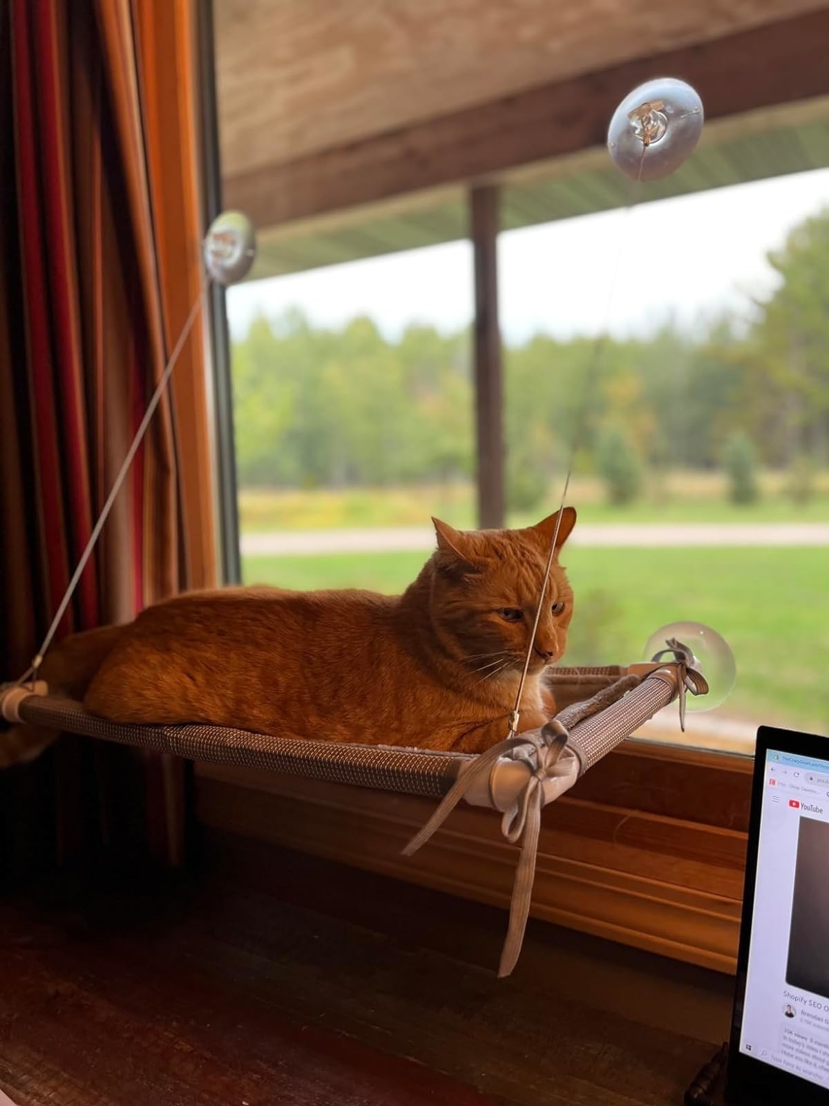 Reviewer image of their cat in the bed attached to the window