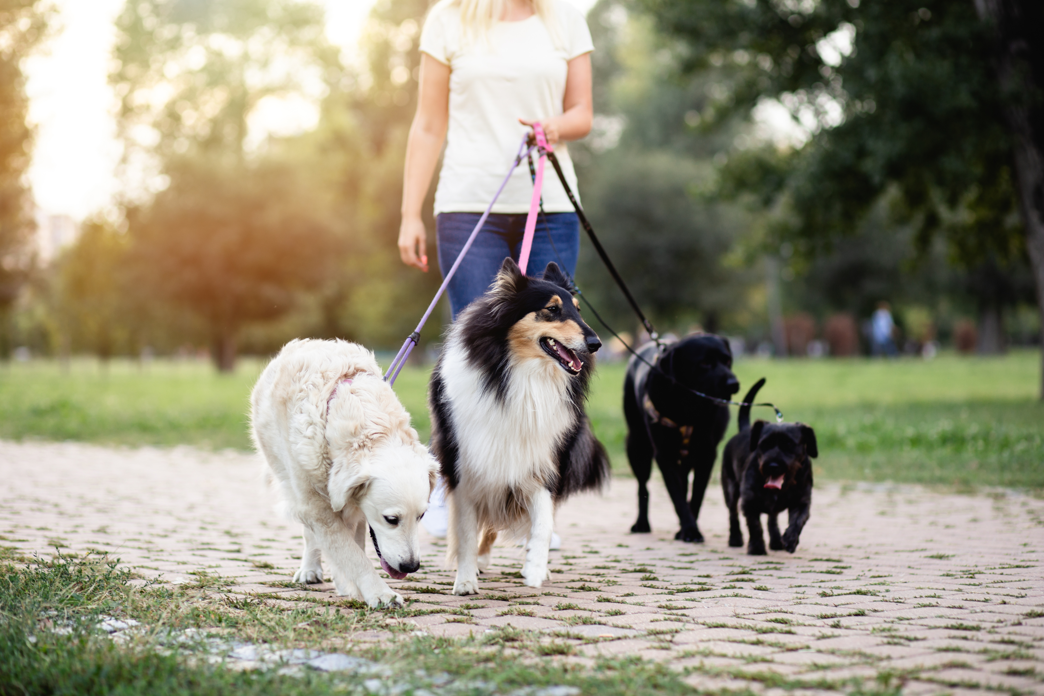 Dog walker with four dogs