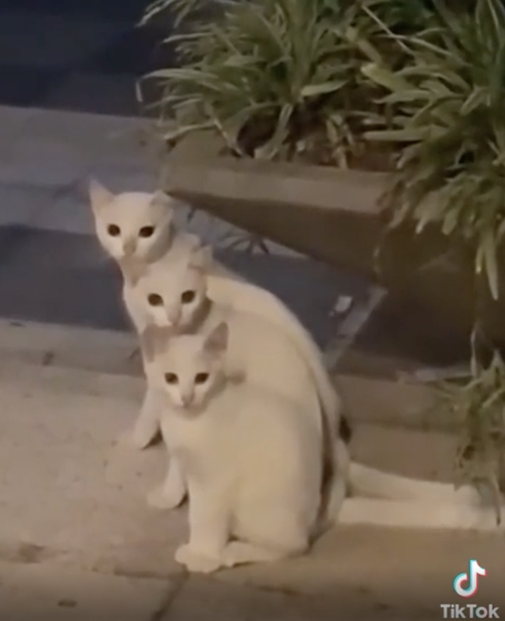 Three white cats