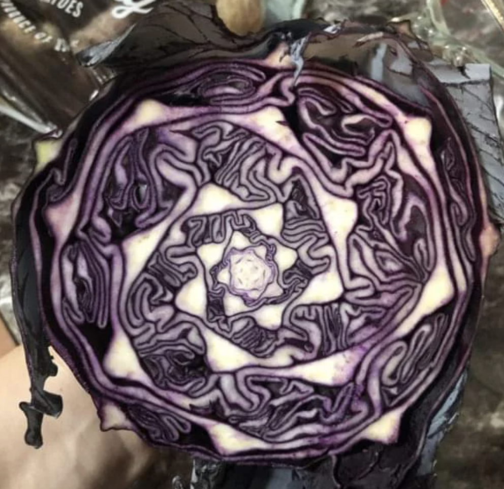 A head of cabbage