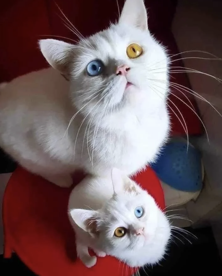 Two cats with heterochromia