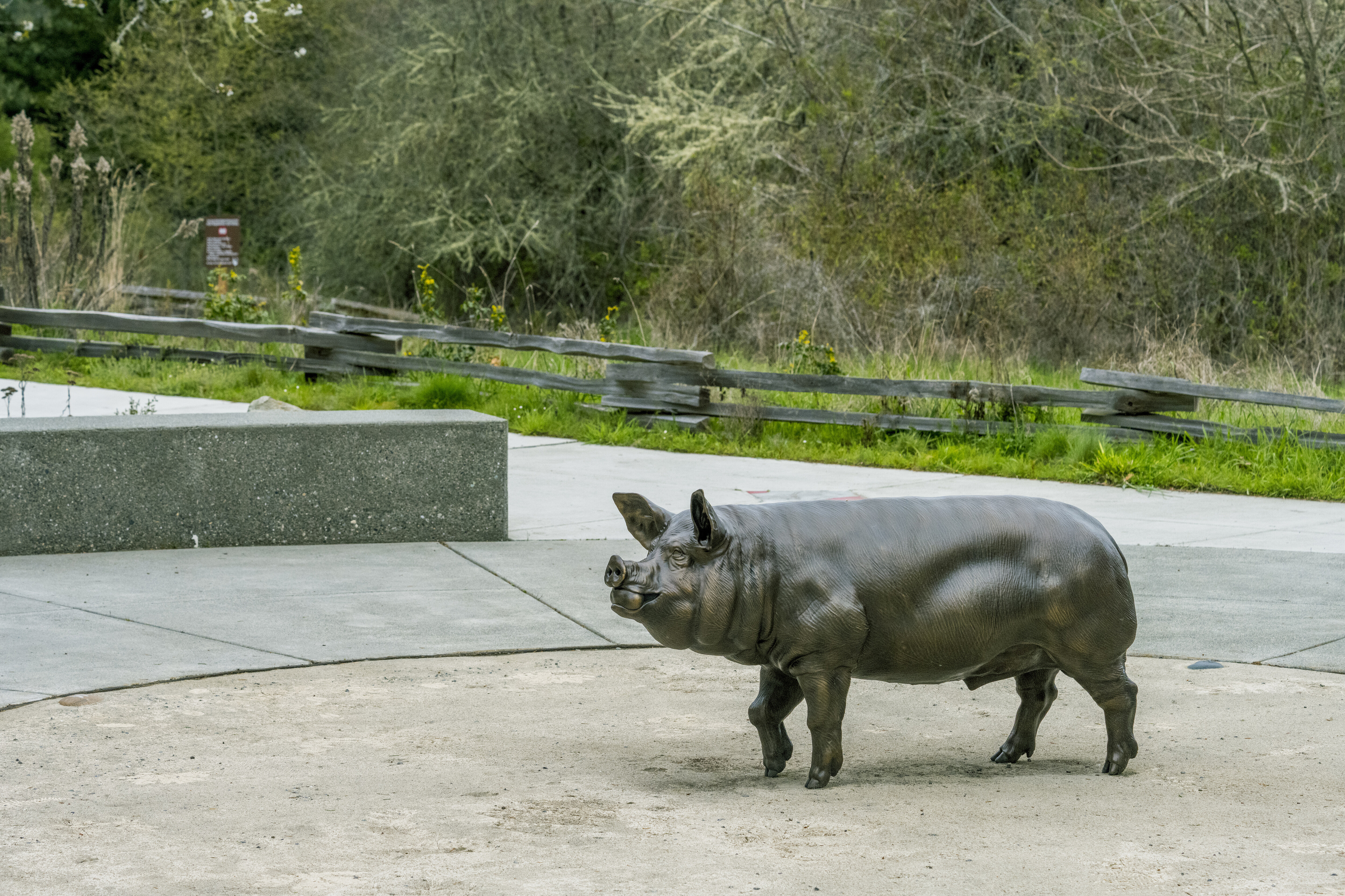 Bronze statue of a pig